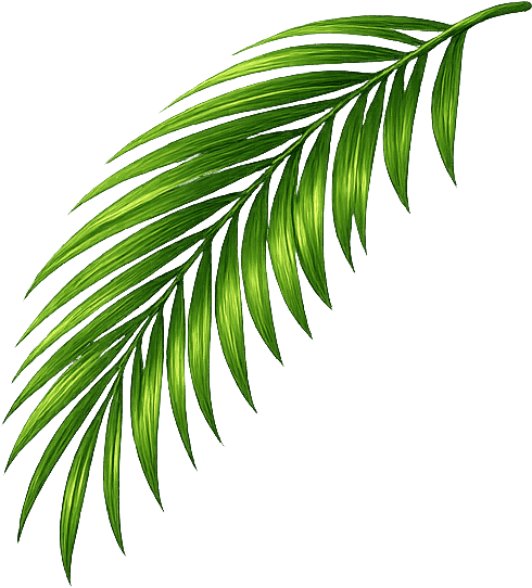 Palm leaf
