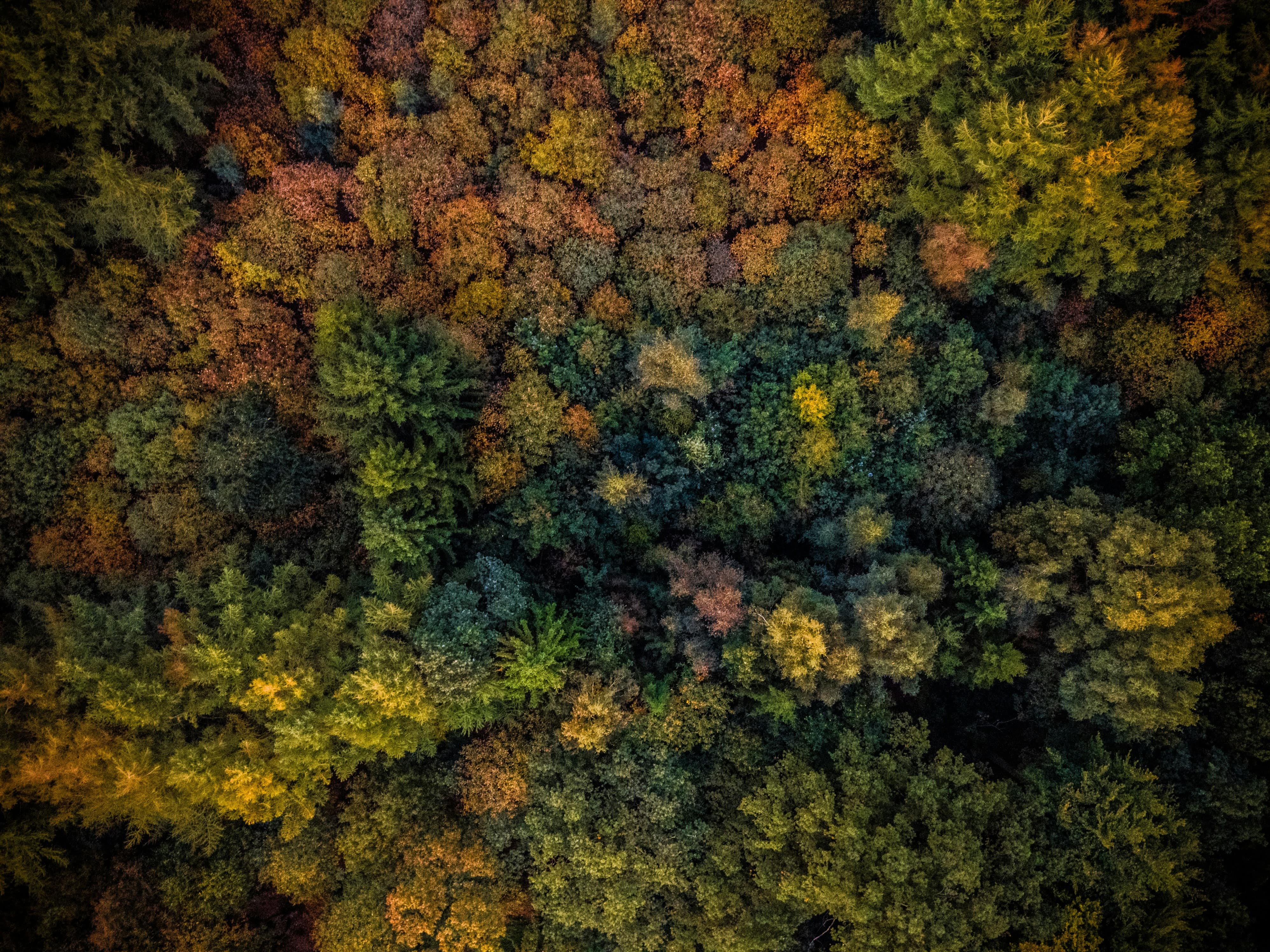 Aerial image of tree canopy