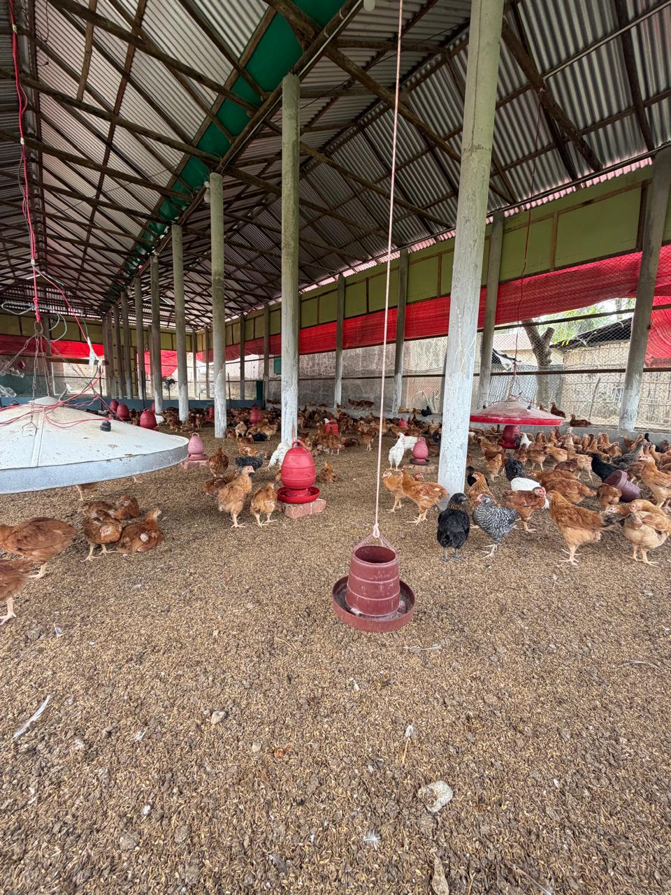 black and white cow on green grass field during daytime