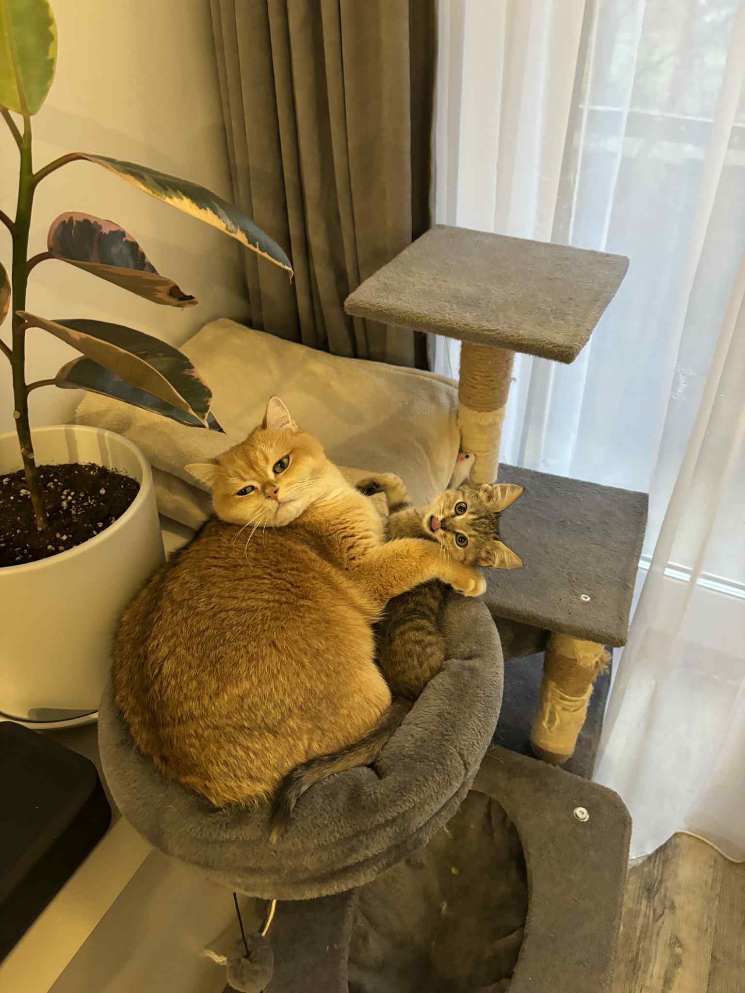 A bride and groom share a kiss, enveloped in the bride's flowing veil. The soft focus and gentle light convey a romantic, intimate atmosphere.