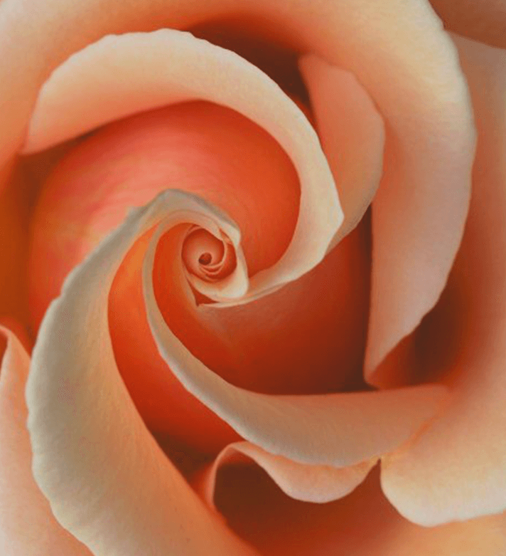 yellow and green flower in close up photography