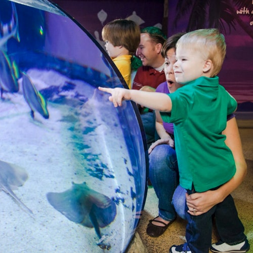 Bir çocuk, bir akvaryum tankındaki ışınlara ve balıklara heyecanla işaret ederken, bir yetişkin ve diğer çocuklar ilgiyle izliyor ve tepki veriyor.