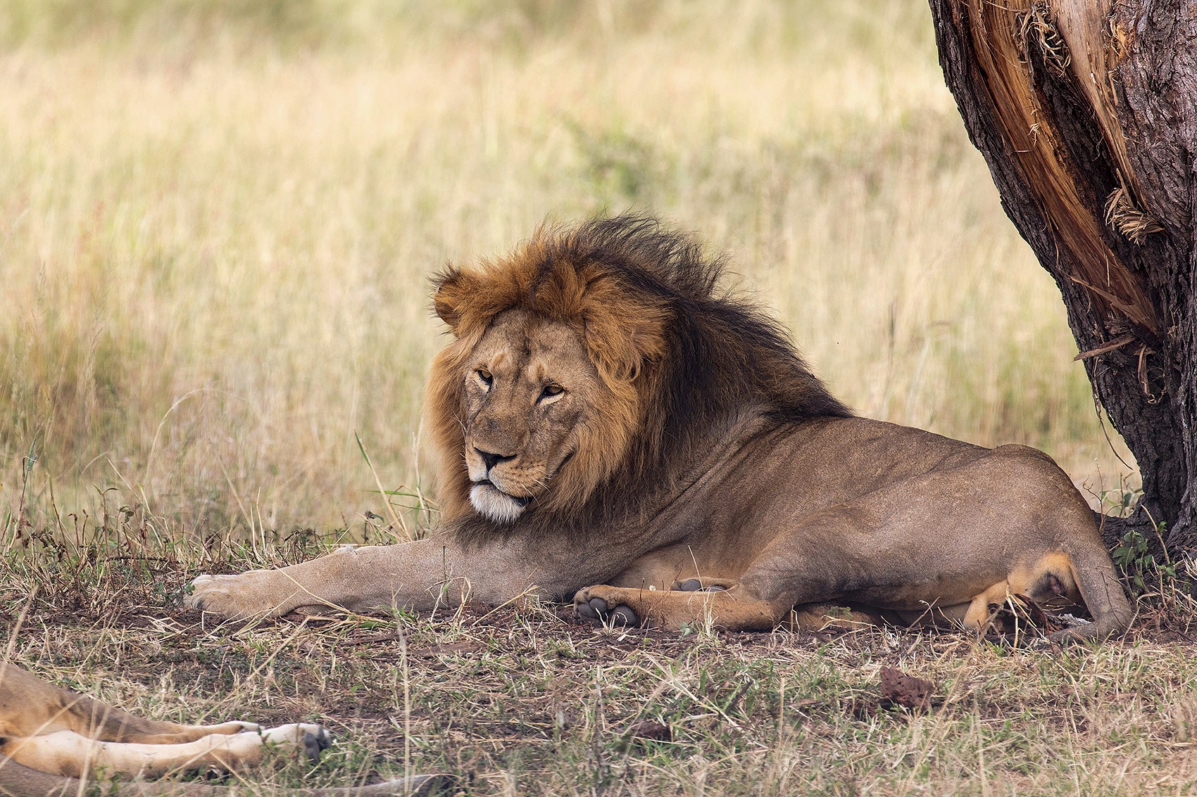 Floral Portrait Series