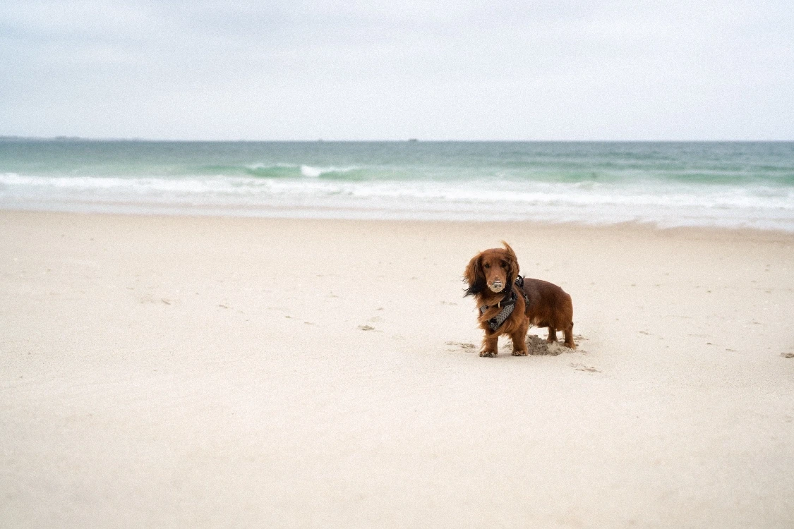 Cute dachshund on beach—luxury photography, Switzerland art.
