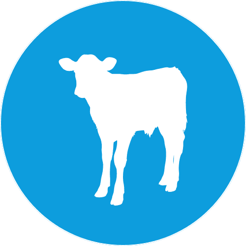 Calf icon