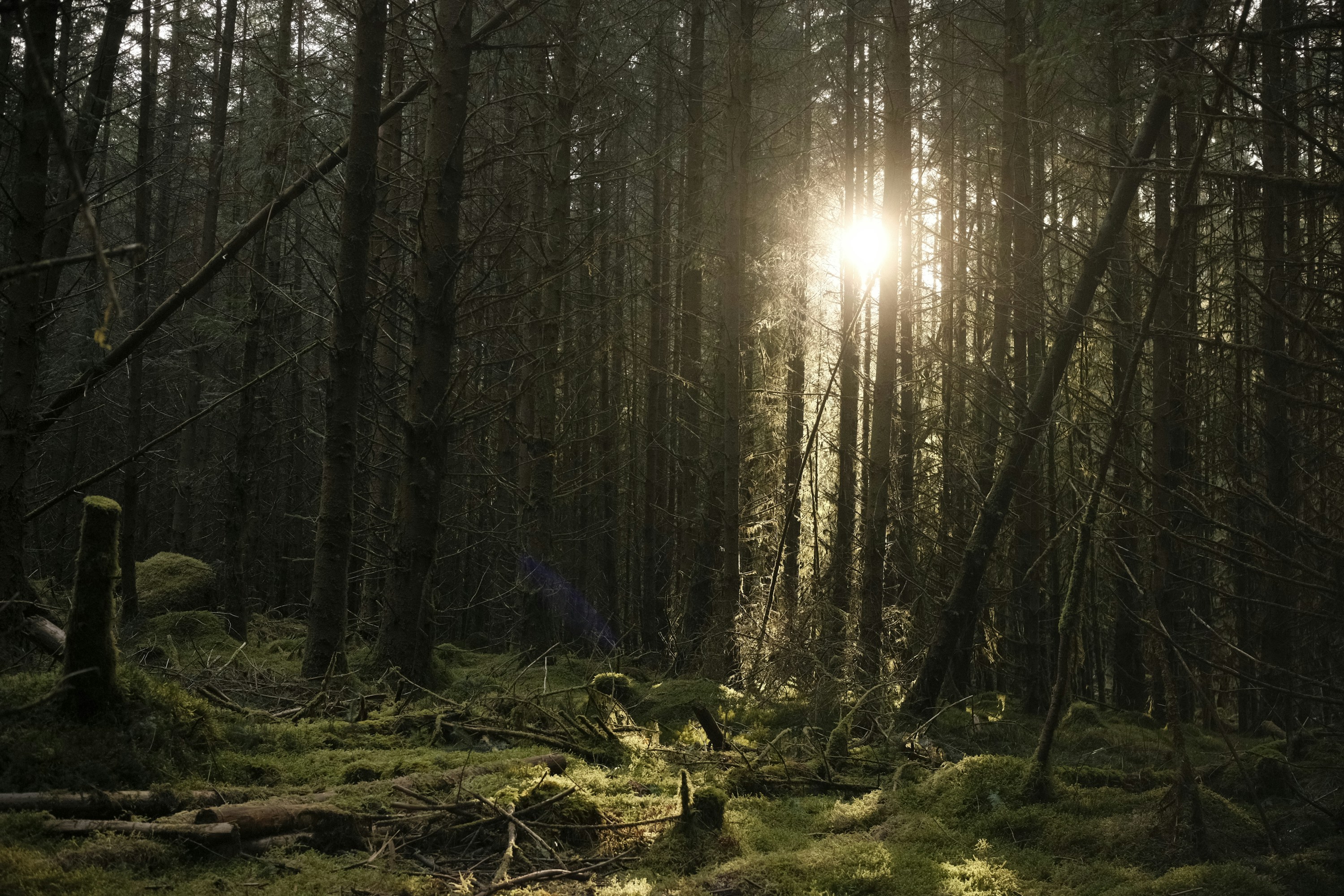 Sunlight streaming through a dark dense forest