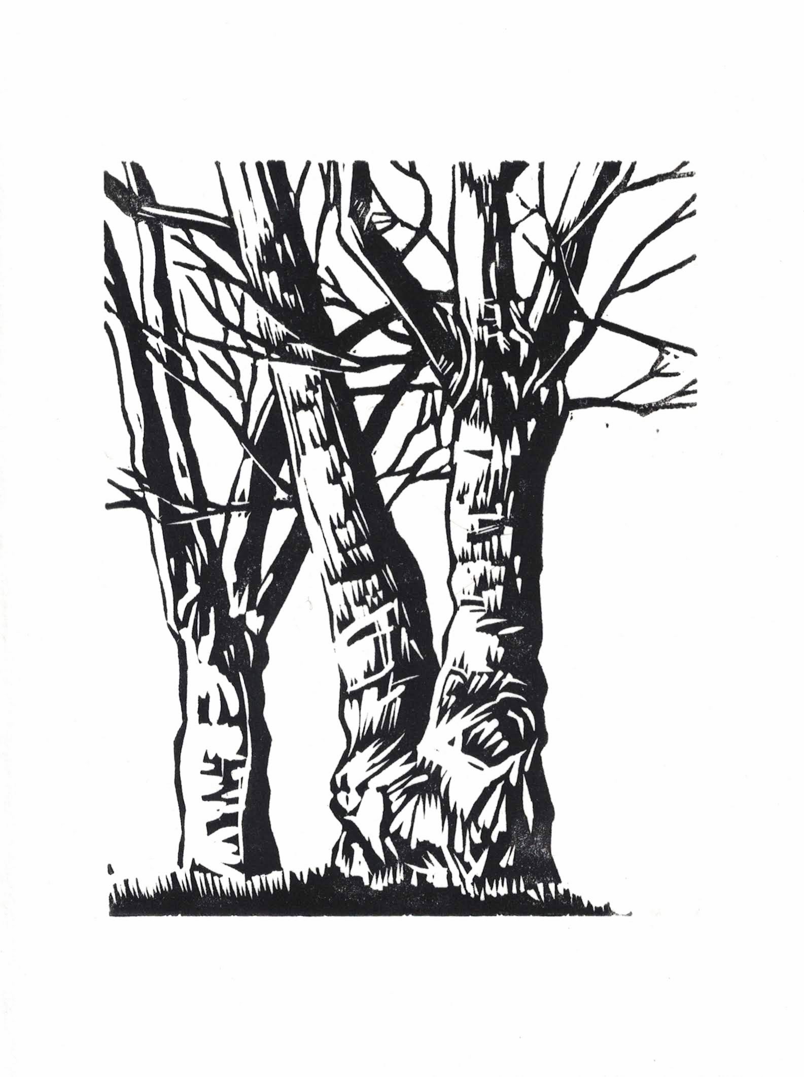 black and white relief print of sycamore trees