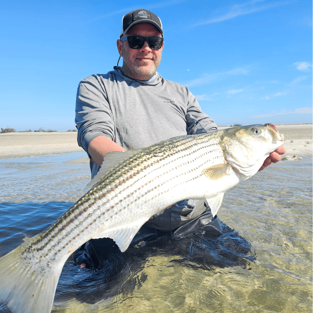 Cape Cod, stripers, striped bass