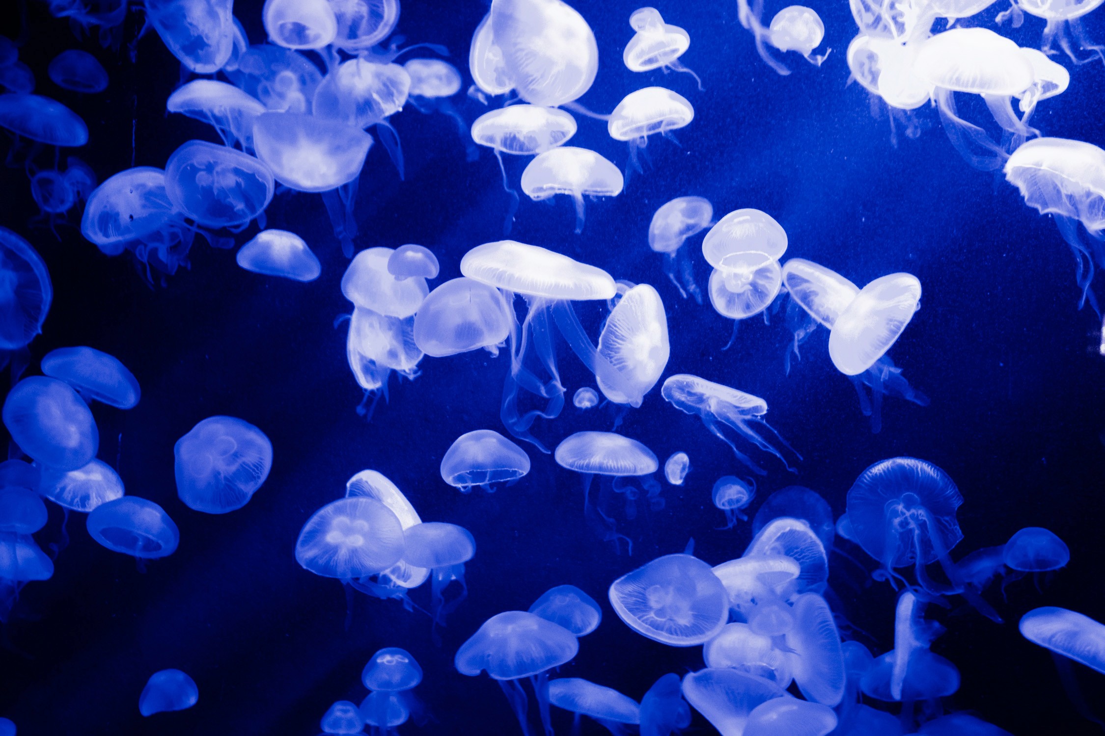 Numerous translucent blue and white jellyfish swim in deep blue water.
