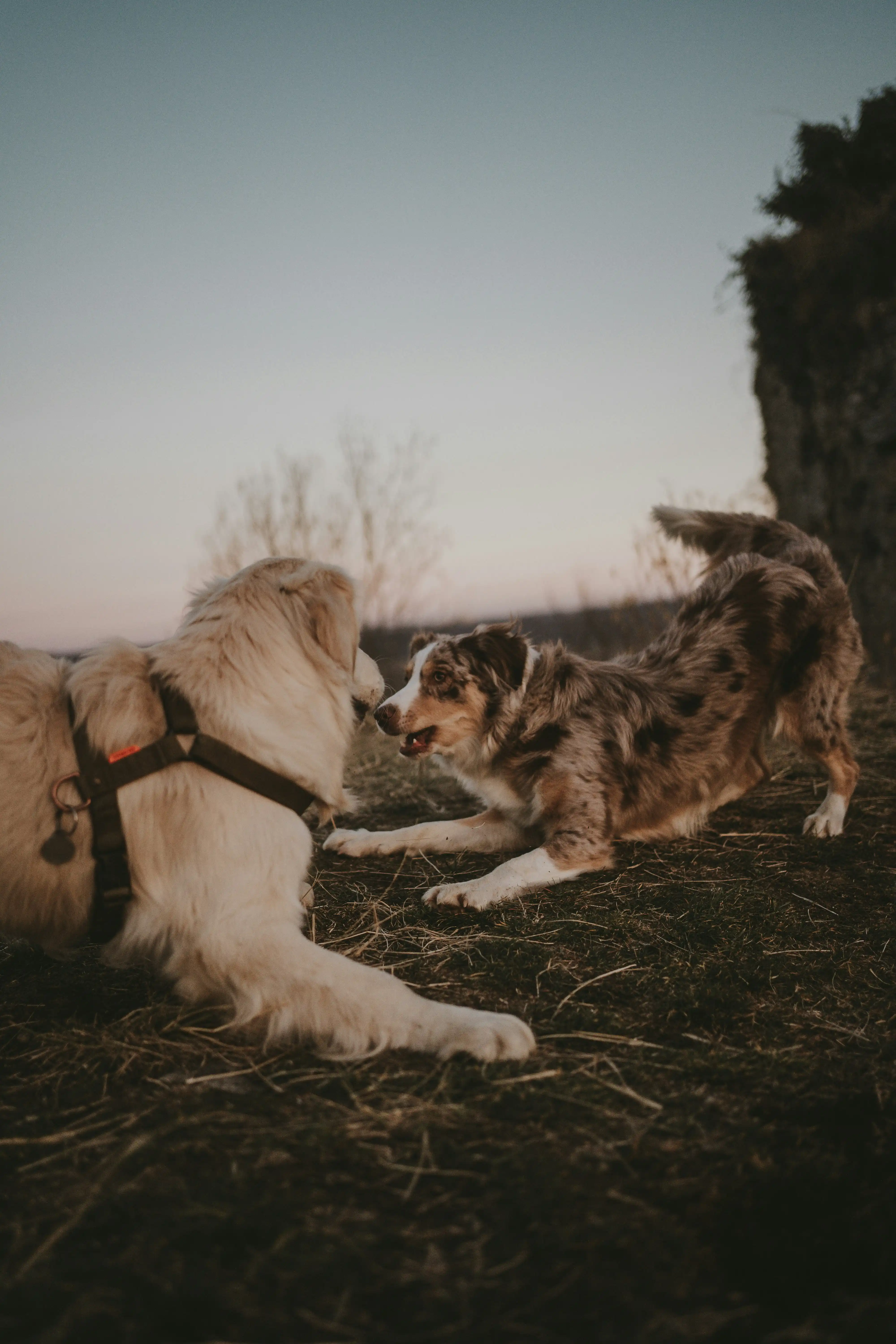 l'educateur de fidel et un beauceron en plpeinne piste de mantrailling