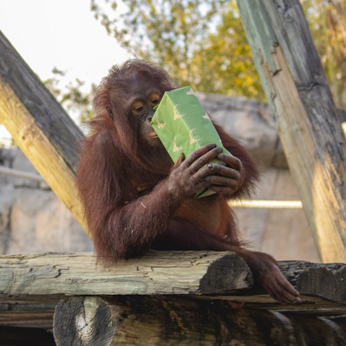坦帕动物园：野生圣诞节门票信息