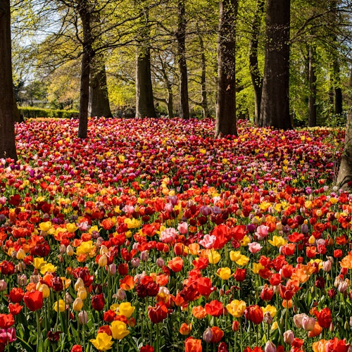 在布鲁塞尔的花香艺术展上，古老树林下的郁金香地毯