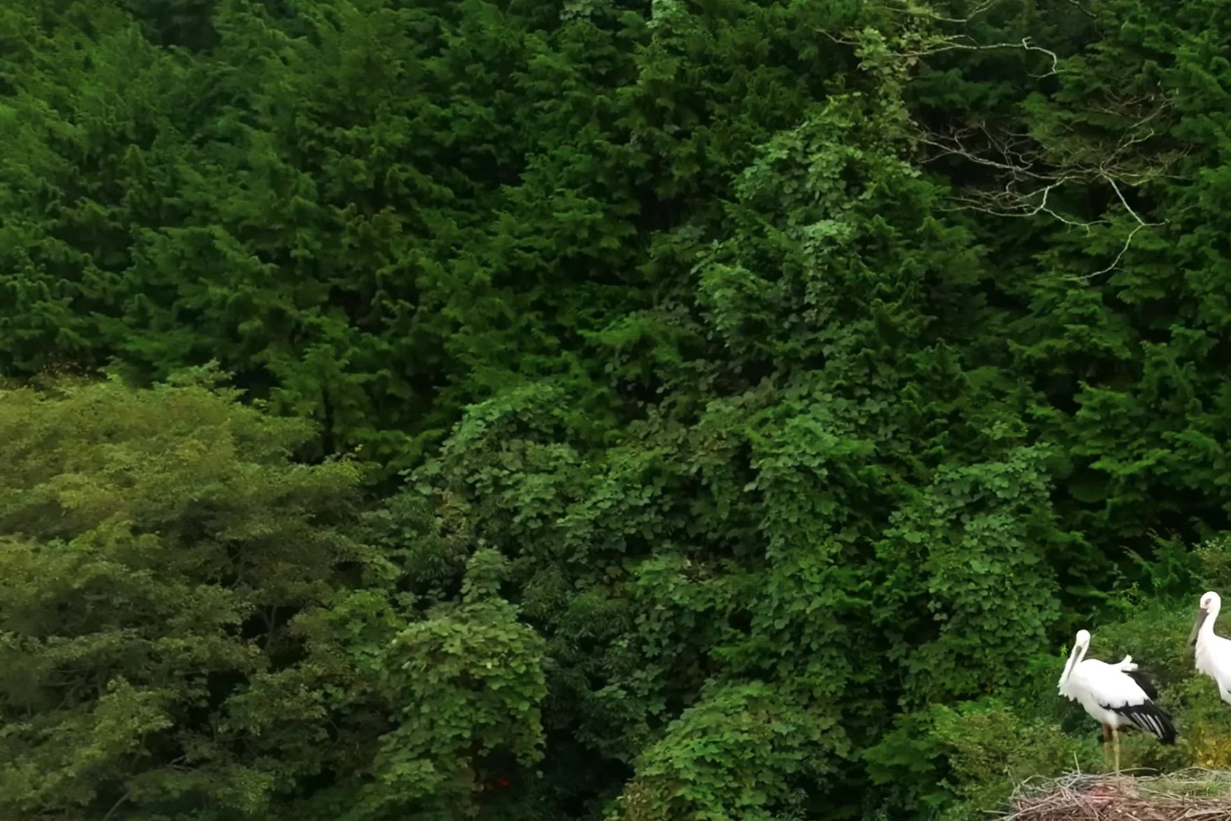 Two Oriental white storks standing on a nest platform above woodland near Kinosaki.