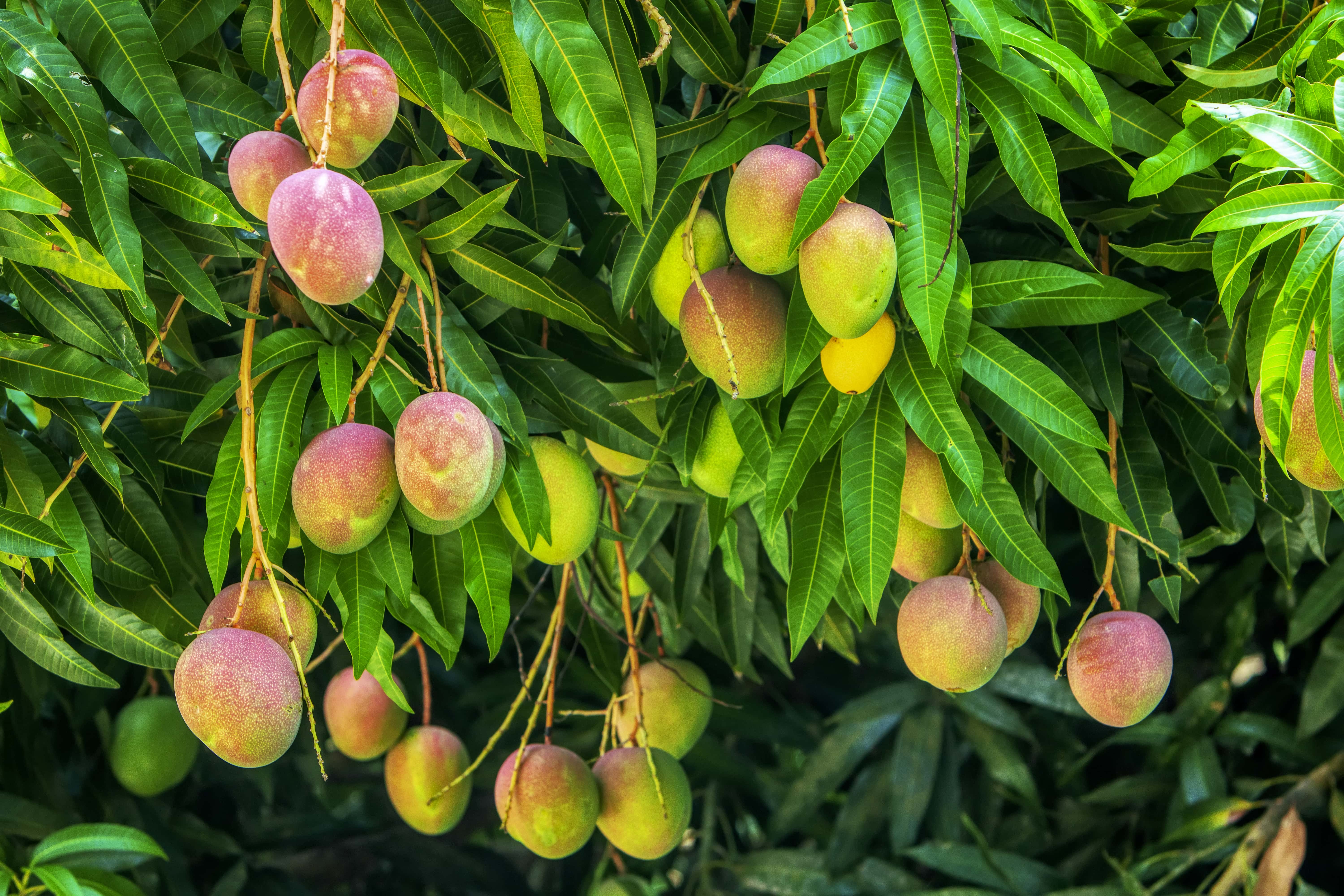 Fruticultura