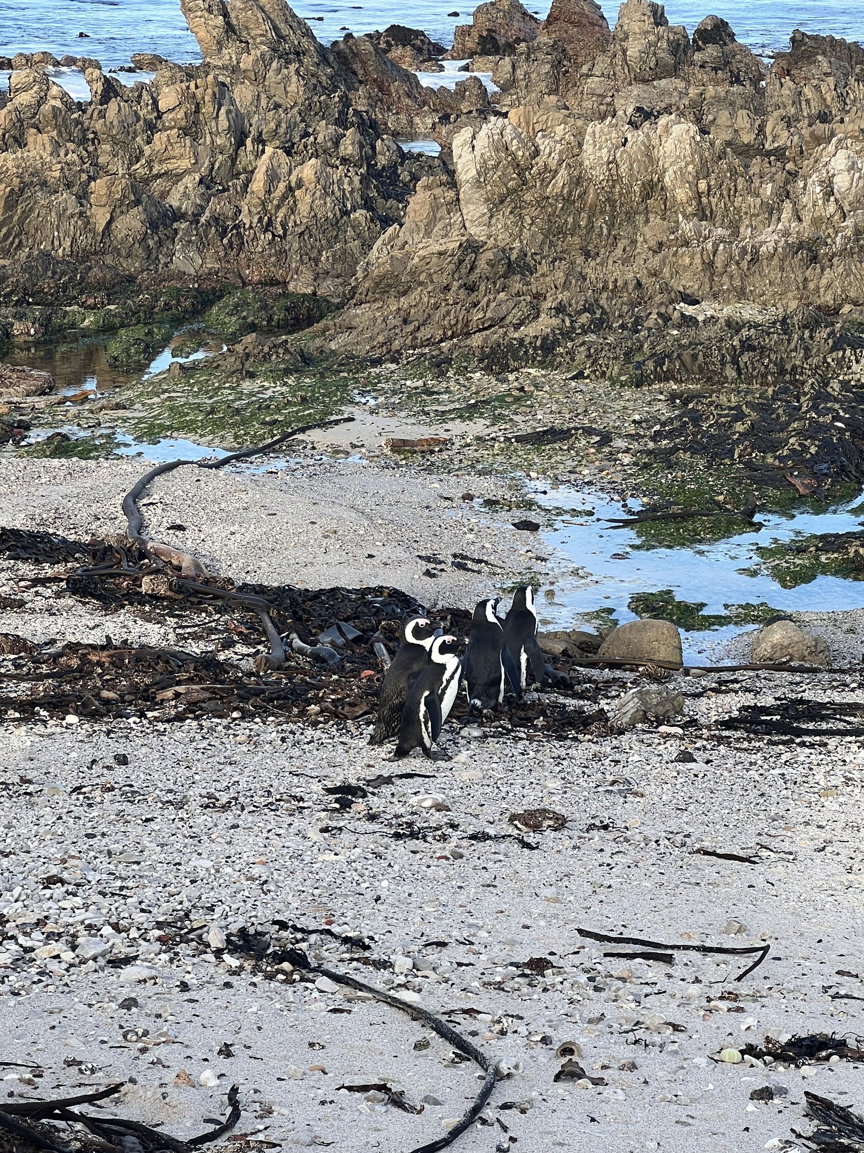 African Penguins standing with large rock shelves in the background and washed-up seaweed laying on the beach near them.