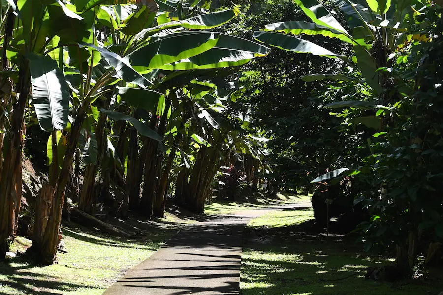 Jardin tropical du musée avec case créole