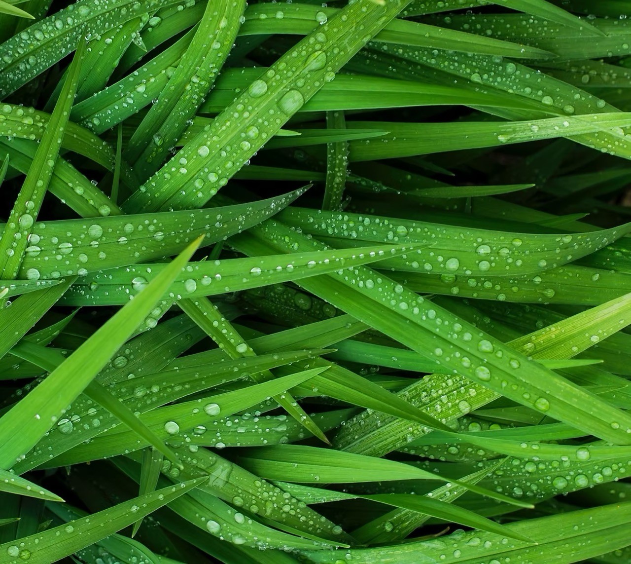 Close-up of thick, healthy dew-covered grass blades