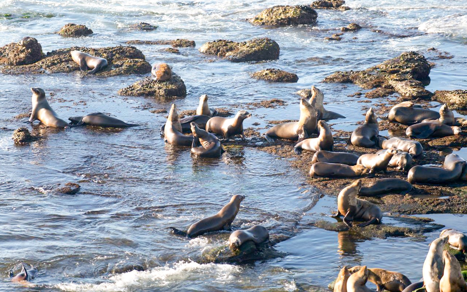 Pelzrobben ruhen auf Felsen während einer Kaikoura-Walbeobachtungstour.