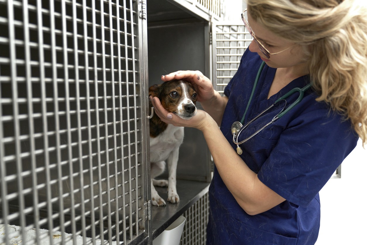 Vet patting dog in cage