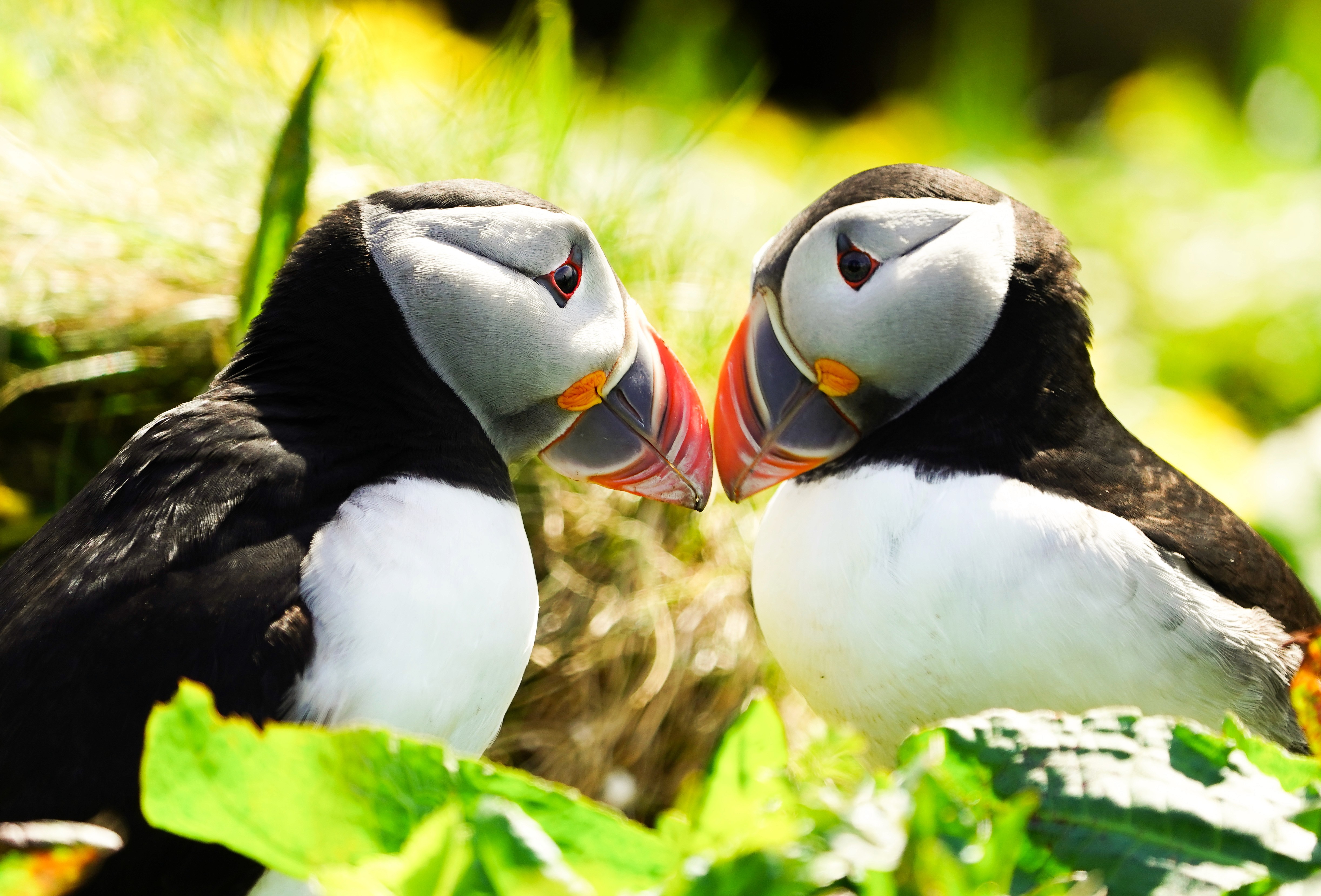 Puffins Together