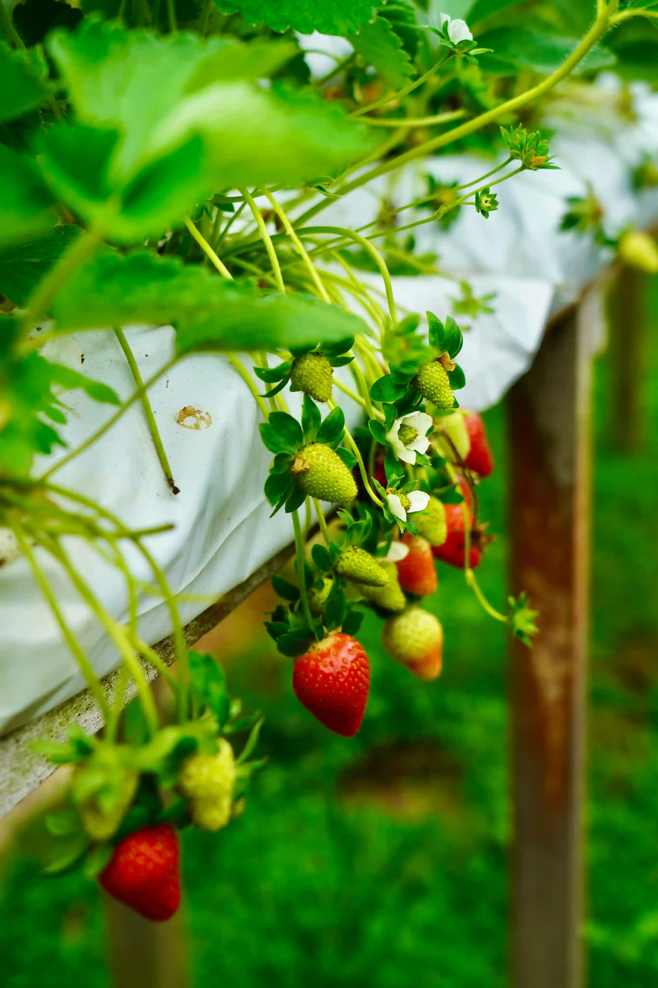 A bunch of strawberries growing on a vine