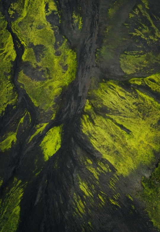 corona extra beer bottle on brown wooden log