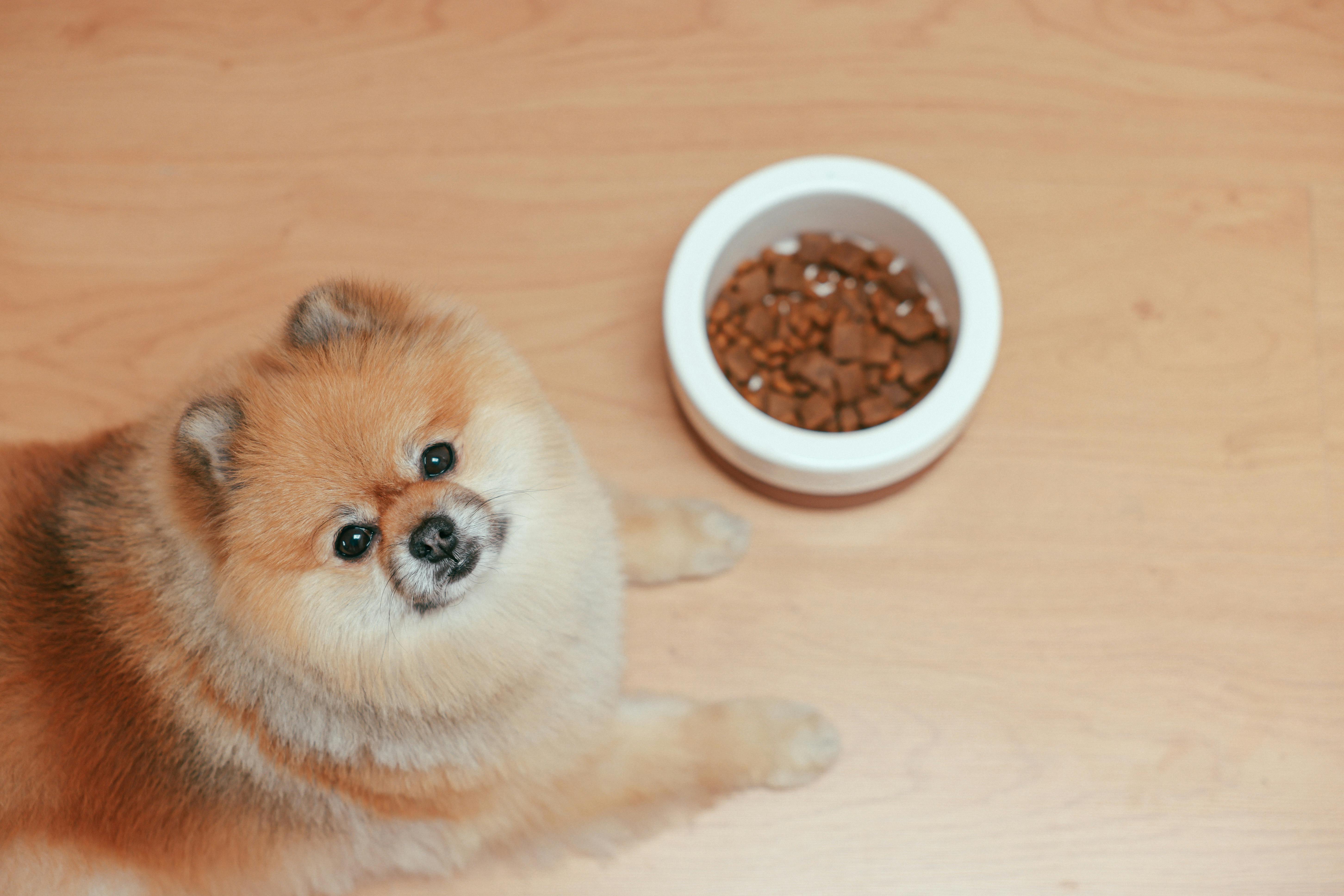 Pomeranian diet and nutrition