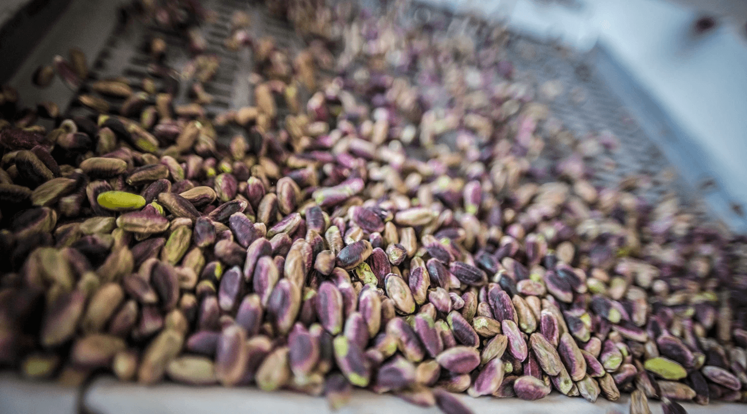 Skin-on pistachio kernels shown during sorting and inspection.