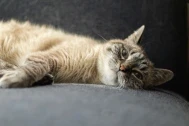 a cat laying sideways