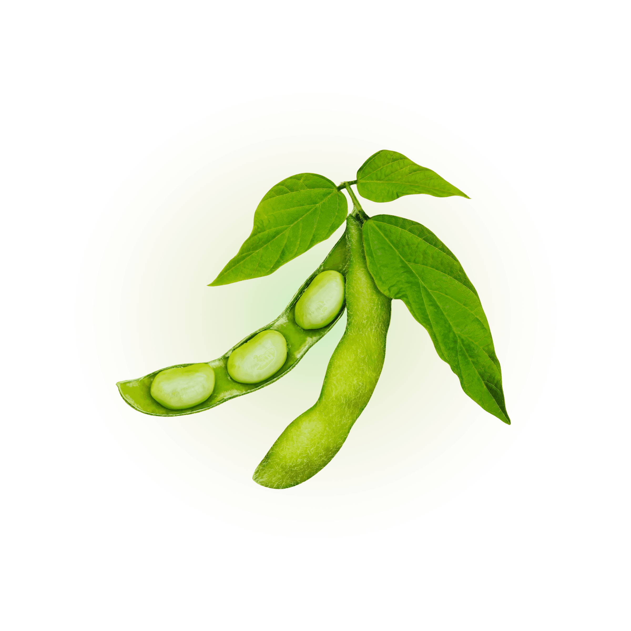 Woman In The Glass Way