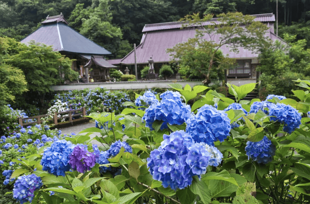 Blue hydrangeas in Horyuji Toko-in Temple in Kyoto