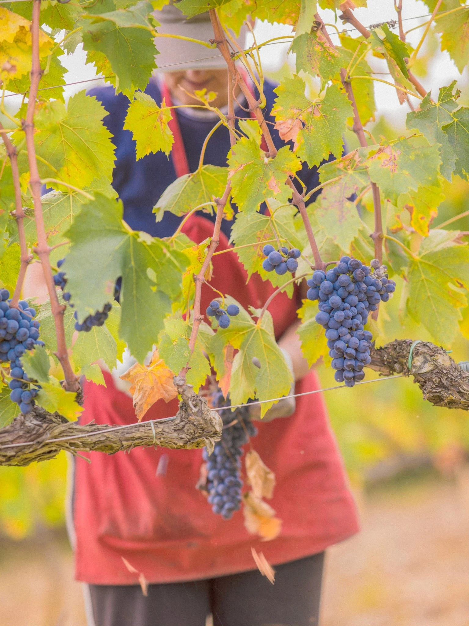Récolte de la vigne