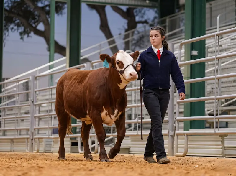 Photograph of a teenager guiding a steer around a sawdust show ring as judges watch from the rail