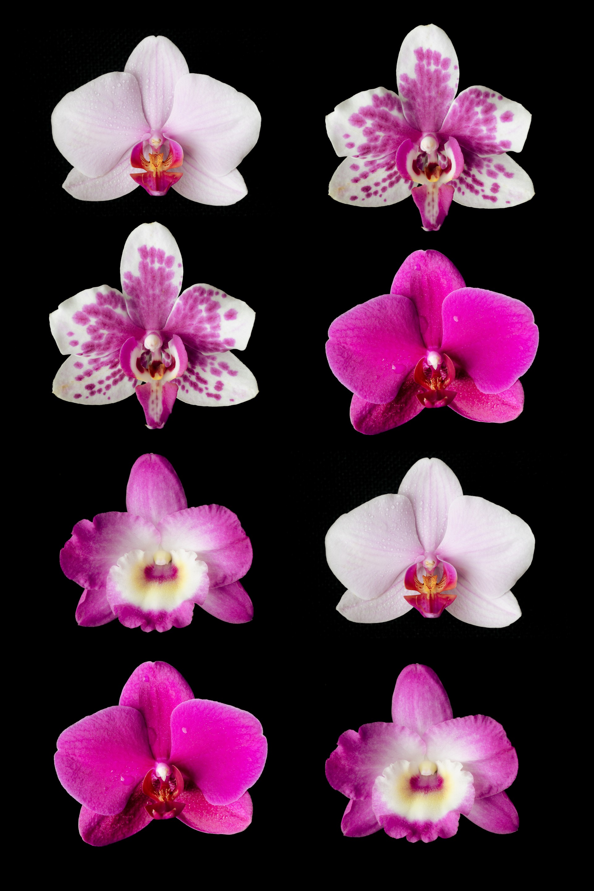 Orchid Flowers