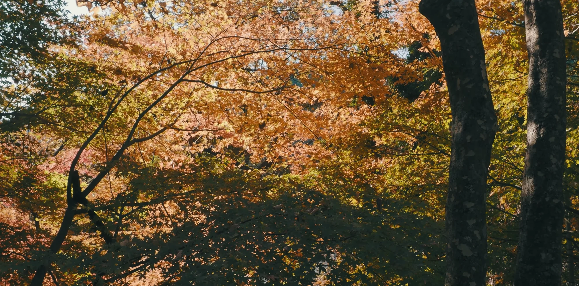 A canopy of maple leaves in full orange and gold against a pale sky
