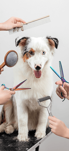 A teenage girl gently grooming a small curly-haired brown dog while holding it on a table.