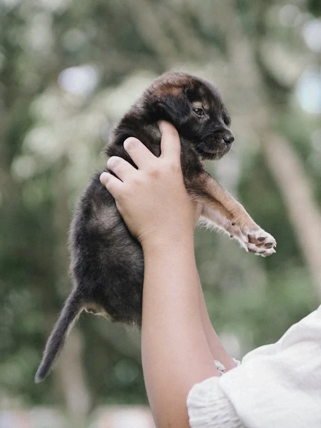 A family welcomes a new puppy to their family and requires a vet clinic visit.