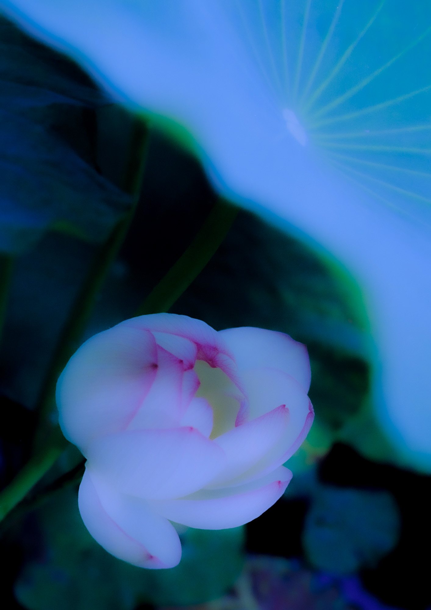 Taisei Matsumoto, 2024 exhibition work 004
