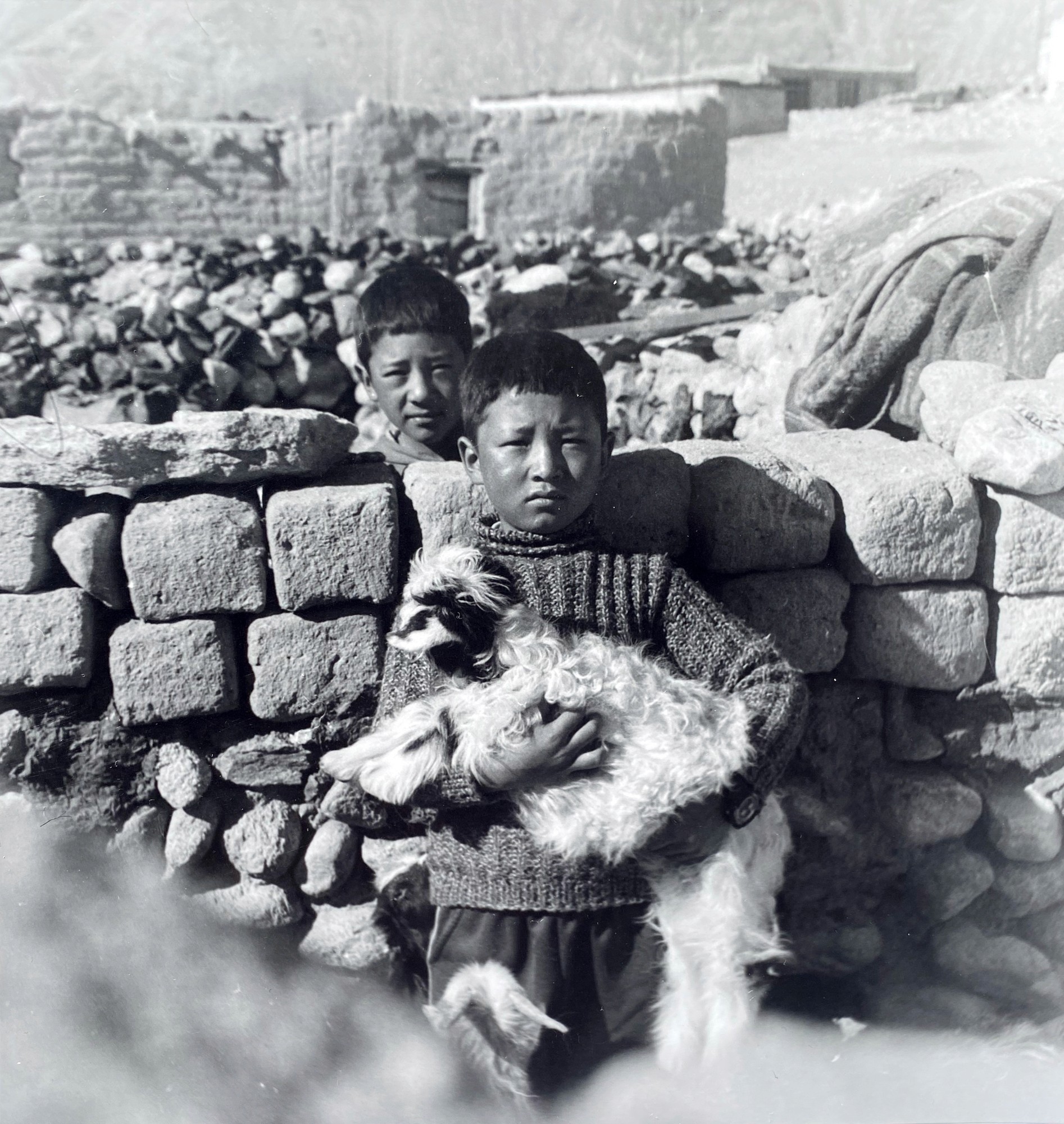 herd of sheep on road painting