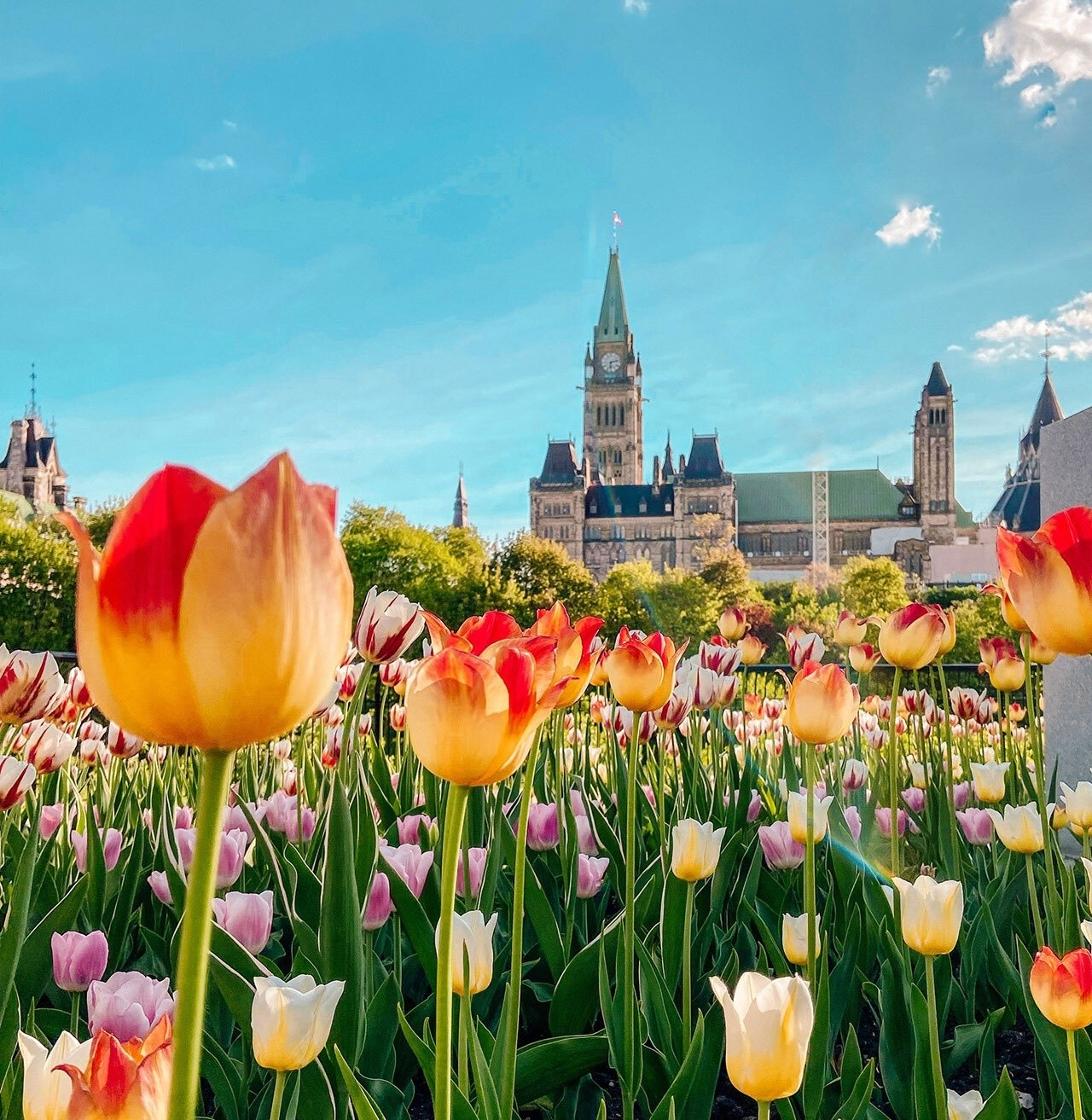 A field of tulips with the parliament building in Ottawa in the background
