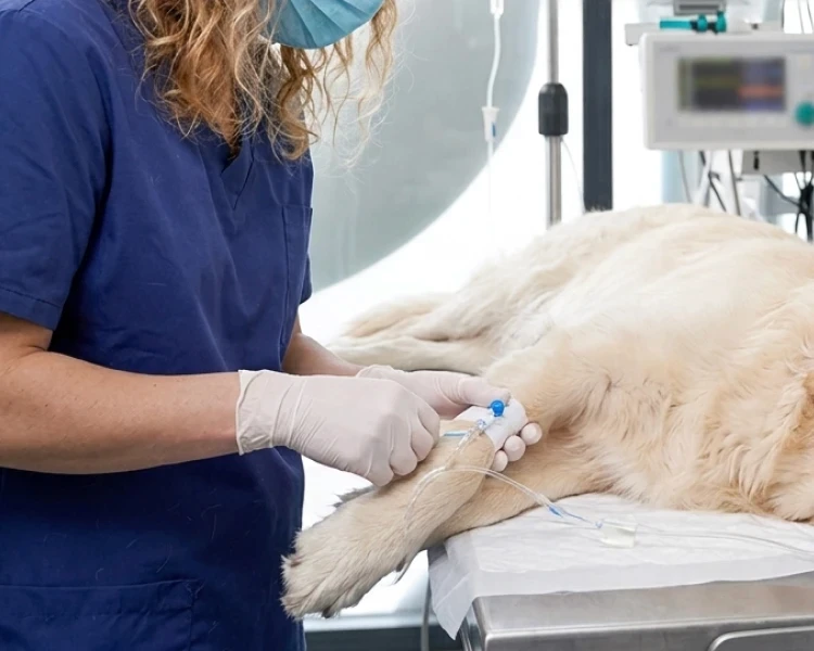 Ein Golden Retriever liegt während einer Behandlung unter Narkose auf dem Tisch.