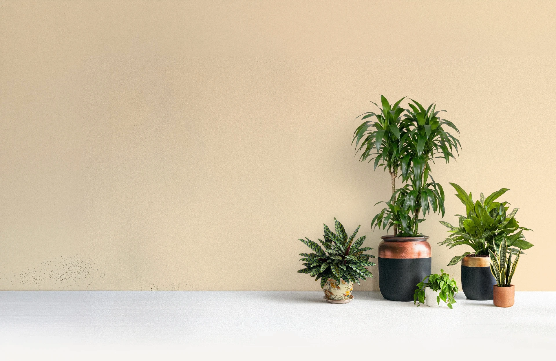 A curated collection of thriving interior office plants in modern black, gold, and copper planters by Treemendous Plantworks.
