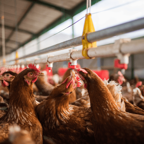 barn raised chickens drinking,eggs, and handling