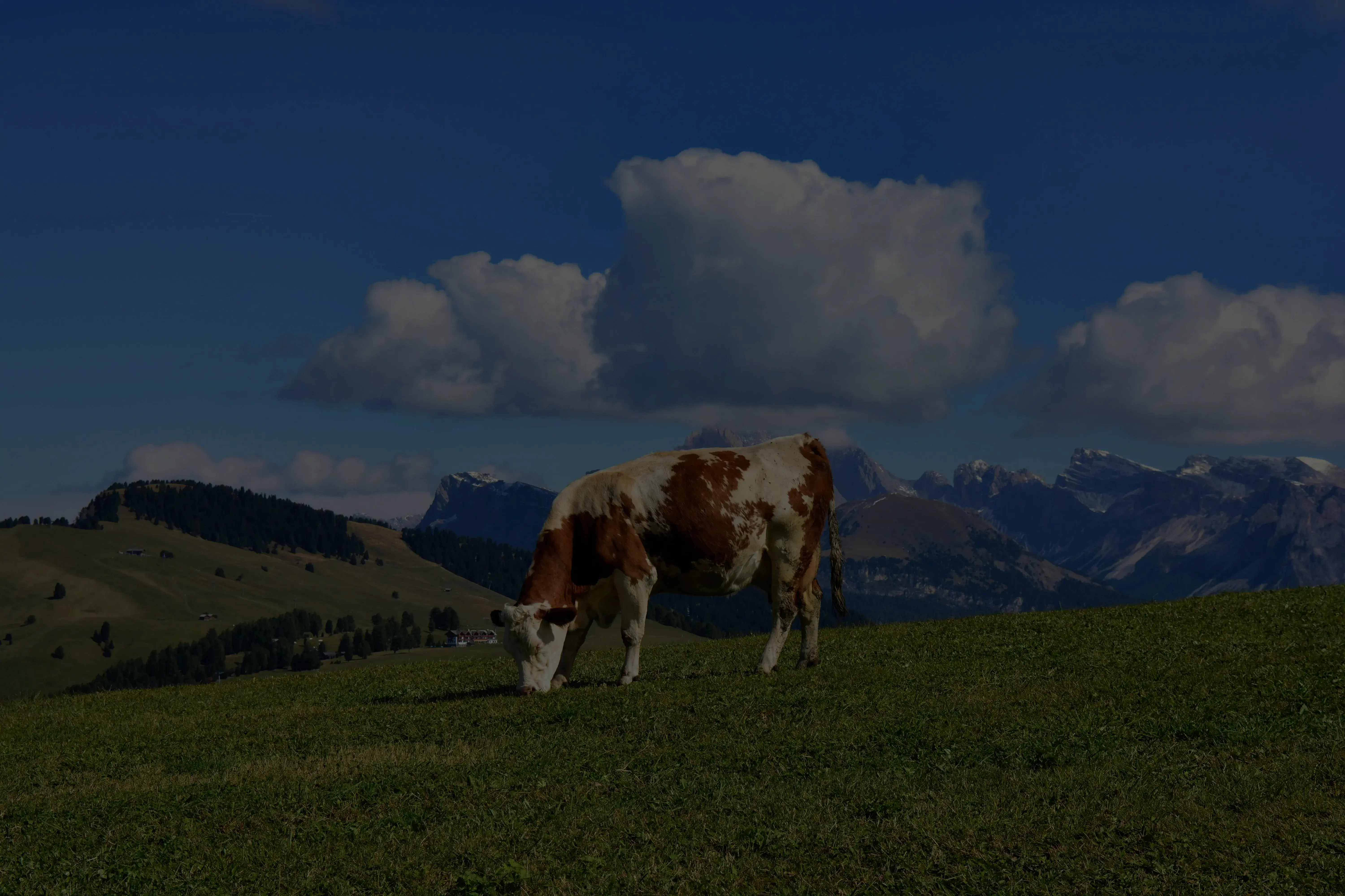 Zdravá hnedo-biela dojnica sa pasie na zelenej pastvine v horách, reprezentujúca kvalitný chov hovädzieho dobytka, pre ktorý Merkanta dodáva špičkové dojacie technológie.