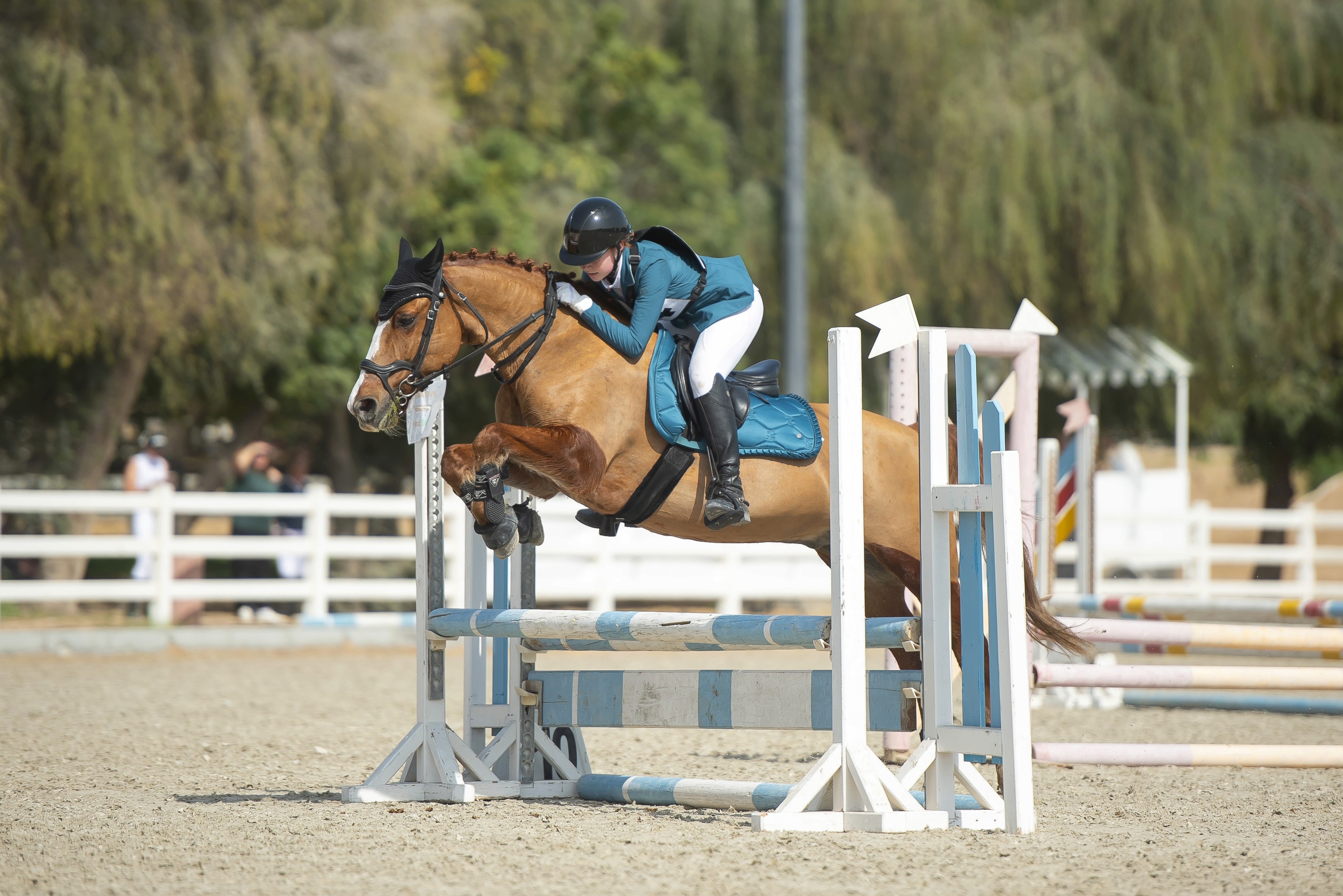Girl in blue jacket jumping a chestnut horse
