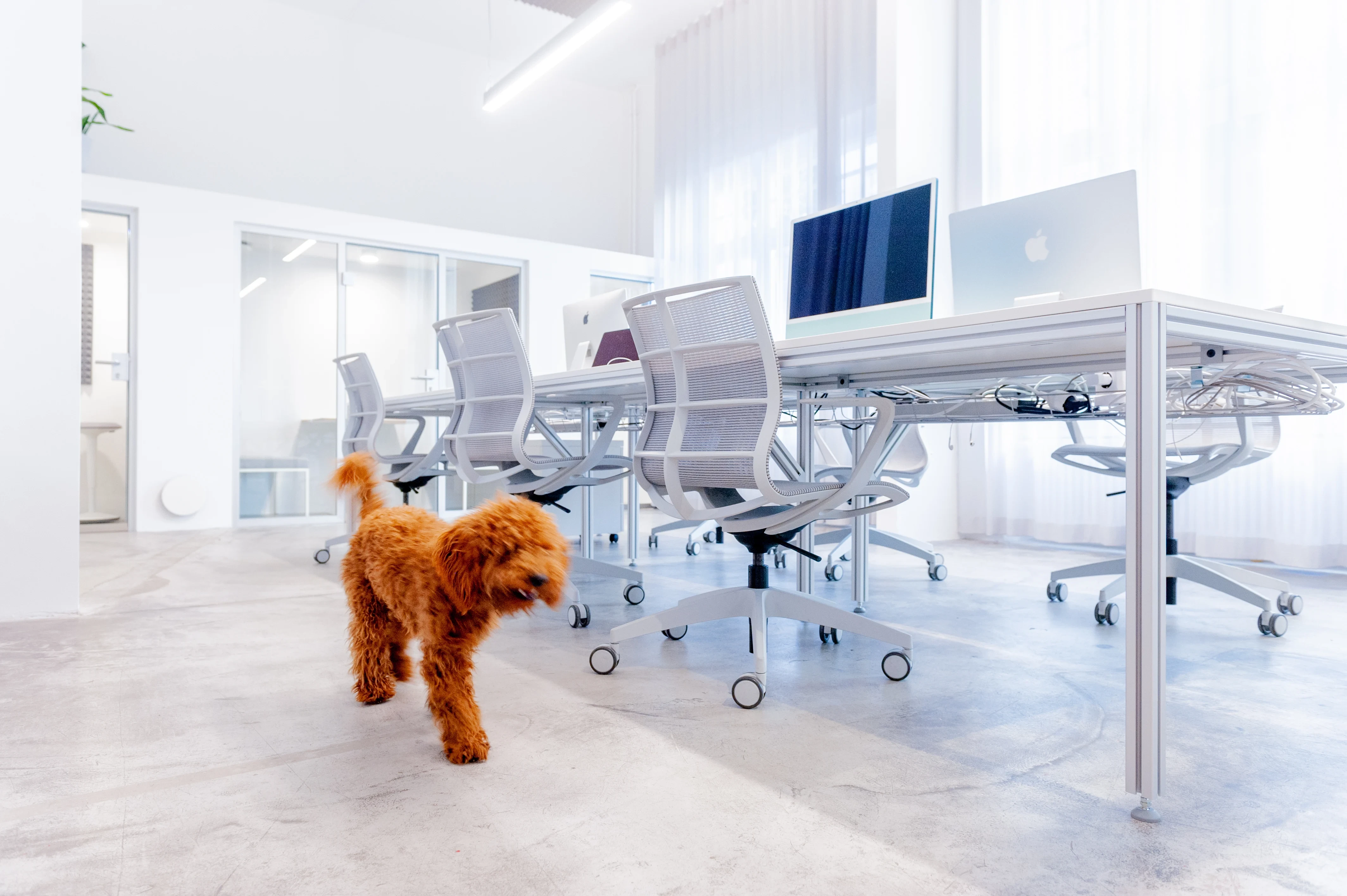 Curly brown office dog walking across the polished concrete floor at BATTLE ROYAL, in front of a long white desk with iMac and MacBook and a row of grey mesh office chairs.