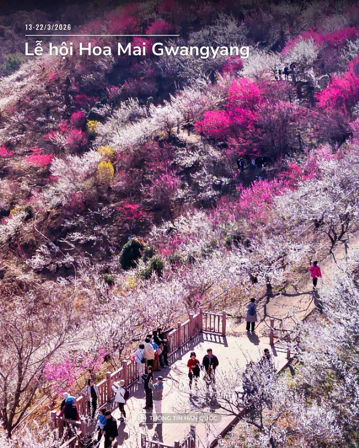 Lễ hội hoa mai Gwangyang 2026 - hoa mai trắng nở rộ dọc suối Seomjingang
