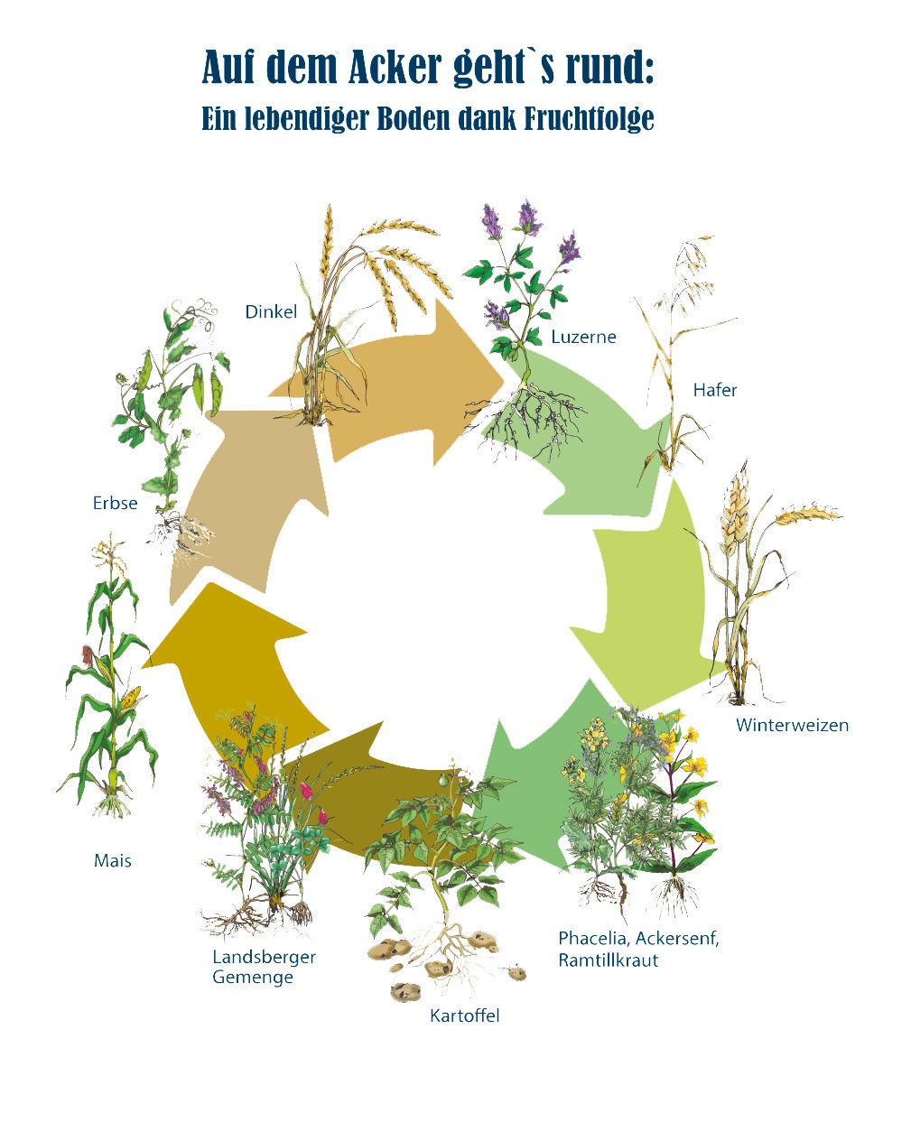 Diagramm zur FRuchtfolge für die biologische Landwirtschaft