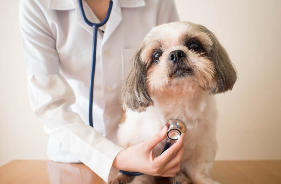 A veterinarian checks a dog's heart rate with a stethoscope during a vet consultation