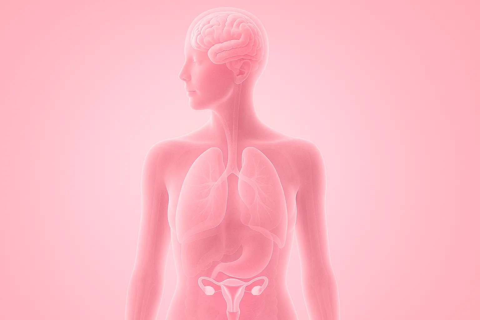 Estrogen - Pink semi-transparent female torso showing brain, lungs, and uterus to represent estrogen’s effects in the body